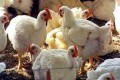 پشاور میں مرغی کی قیمت میں بڑا اضافہ